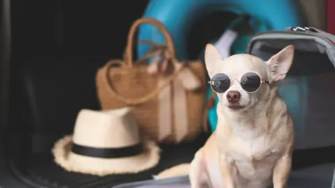 Seu hotel pet friendly em Foz do Iguaçu