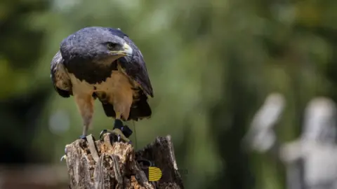 Eco Park Foz do Iguaçu: Vale a pena a vistia? Vamos te contar tudo aqui!