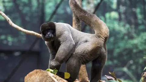 Eco Park Foz do Iguaçu: Vale a pena a vistia? Vamos te contar tudo aqui!