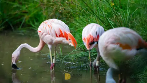Eco Park Foz do Iguaçu: Vale a pena a vistia? Vamos te contar tudo aqui!