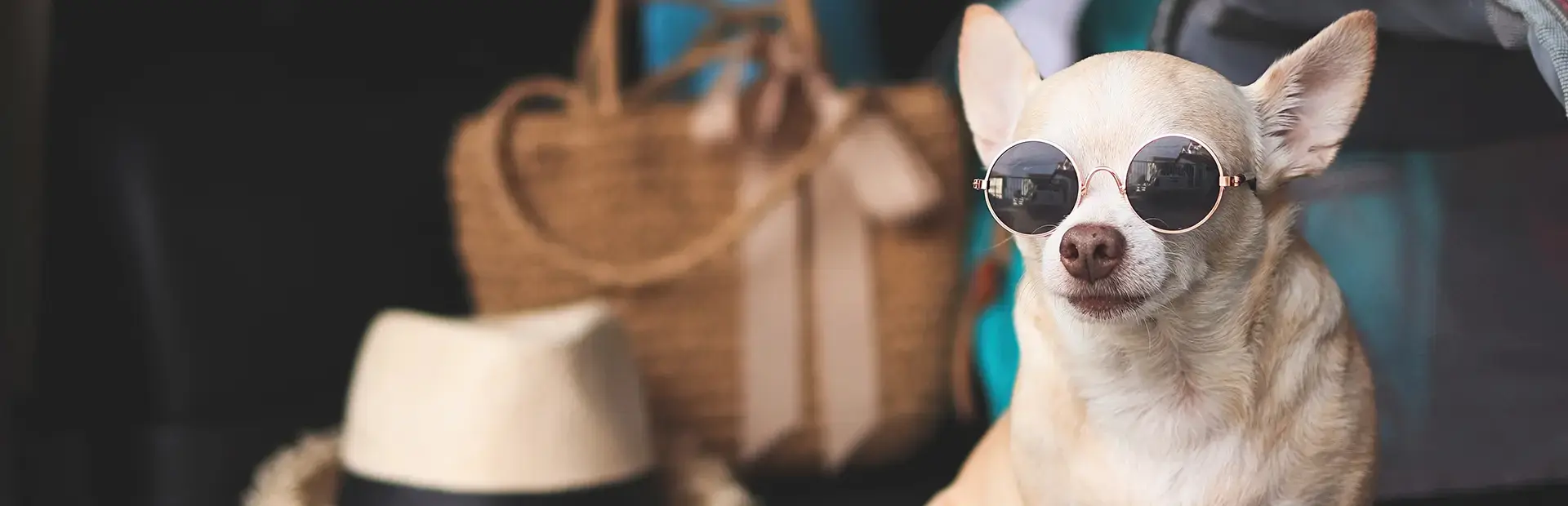 Seu hotel pet friendly em Foz do Iguaçu
